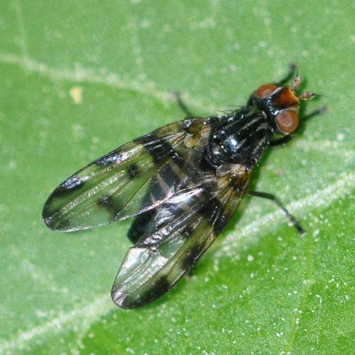 Otites ruficeps
